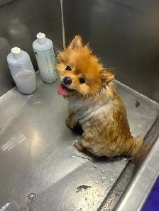 Mobile Dog Grooming accepting new clients - Photo 7