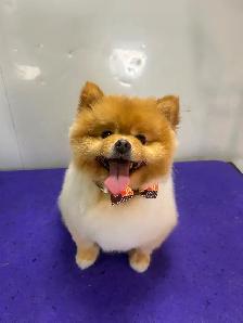 Mobile Dog Grooming accepting new clients - Photo 8