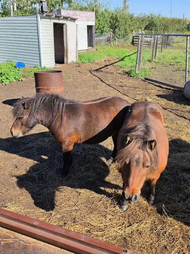 Miniature Horses for Rehome