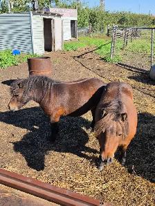 Miniature Horses for Rehome