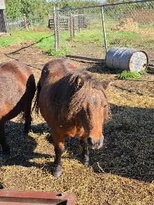 Miniature Horses for Rehome - Photo 2