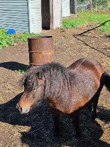 Miniature Horses for Rehome - Photo 3