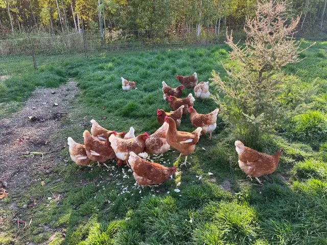 Chickens