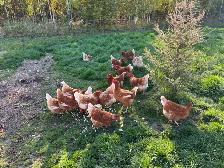 Chickens