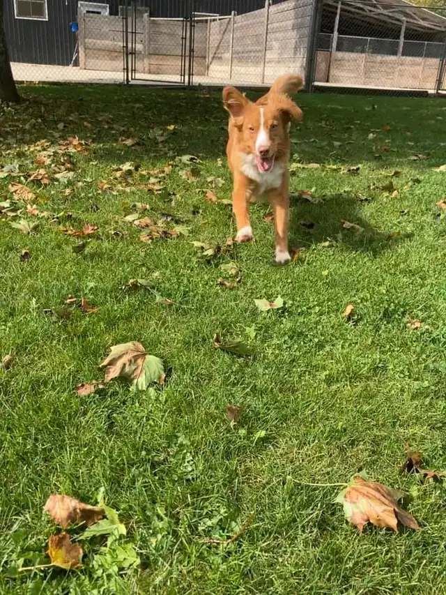 Puppy Socialization Classes