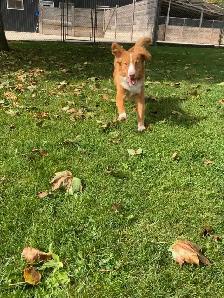 Puppy Socialization Classes