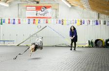 Dog Training Obedience, Agility, Private Lessons and Puppy Class - Photo 2