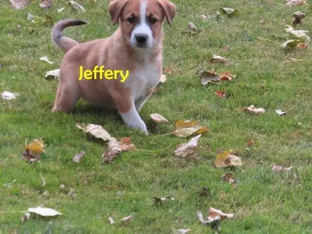 Golden retrievers mix puppies