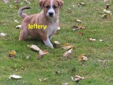 Golden retrievers mix puppies