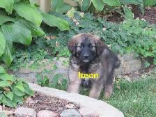 Golden retrievers mix puppies - Photo 2
