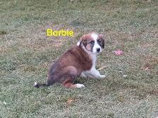 Golden retrievers mix puppies - Photo 3