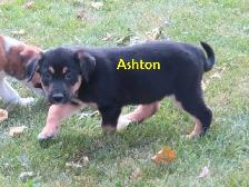 Golden retrievers mix puppies - Photo 4