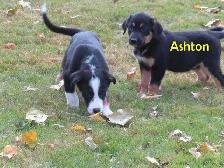 Golden retrievers mix puppies - Photo 5