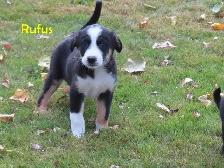 Golden retrievers mix puppies - Photo 7