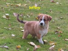 Golden retrievers mix puppies - Photo 9