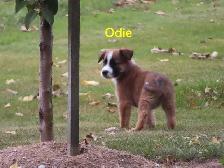 Golden retrievers mix puppies - Photo 10