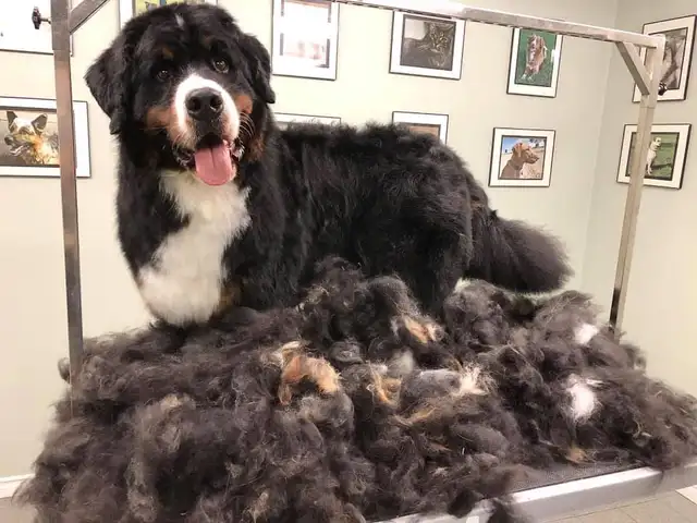 Dog Grooming Services