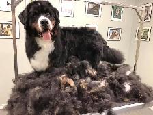 Dog Grooming Services