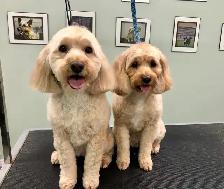Dog Grooming Services - Photo 6
