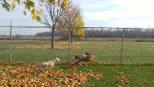 Doggie Daycare at Country Club for Pets - Photo 3