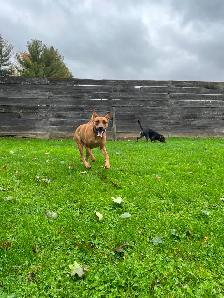 Doggie Daycare at Country Club for Pets - Photo 6