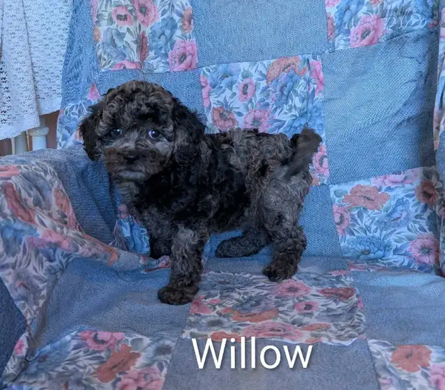 Striking Poodle x Cavapoo Puppies!