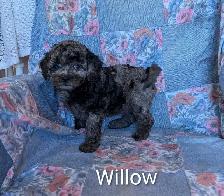 Striking Poodle x Cavapoo Puppies!