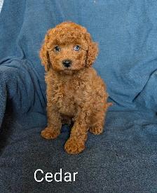 Striking Poodle x Cavapoo Puppies! - Photo 2