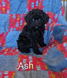 Striking Poodle x Cavapoo Puppies! - Photo 3