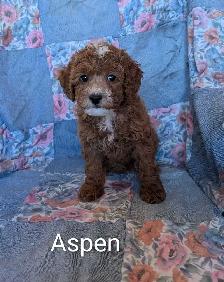 Striking Poodle x Cavapoo Puppies! - Photo 4