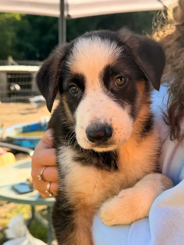 German Shepherd Puppies for Sale