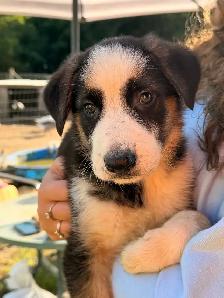 German Shepherd Puppies for Sale