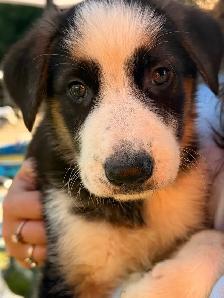 German Shepherd Puppies for Sale - Photo 2