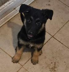 German Shepherd Puppies for Sale - Photo 3