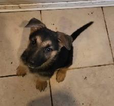 German Shepherd Puppies for Sale - Photo 4