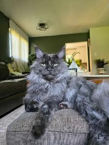 Purebred Maine Coon Kittens