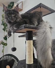 Purebred Maine Coon Kittens - Photo 2