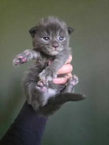 Purebred Maine Coon Kittens - Photo 3