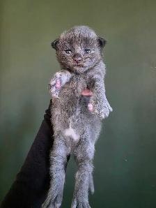 Purebred Maine Coon Kittens - Photo 4