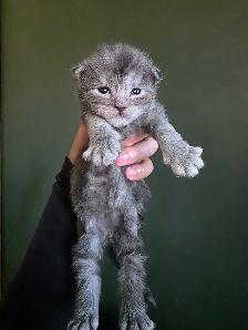 Purebred Maine Coon Kittens - Photo 5
