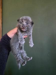 Purebred Maine Coon Kittens - Photo 6