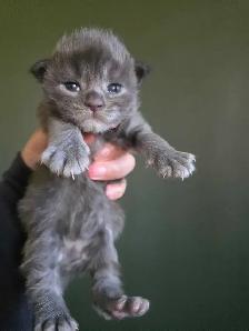 Purebred Maine Coon Kittens - Photo 7
