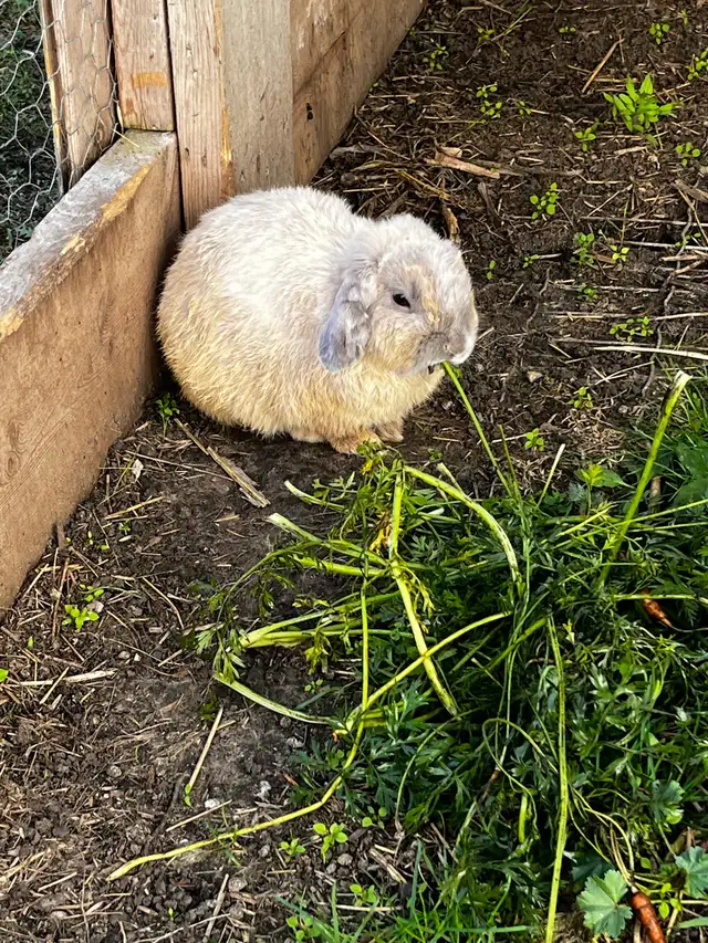 Cute male holland lop for sale