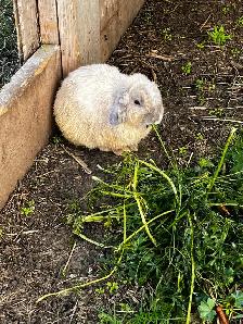 Cute male holland lop for sale