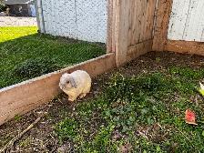 Cute male holland lop for sale - Photo 2