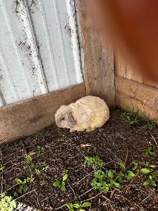 Cute male holland lop for sale - Photo 3