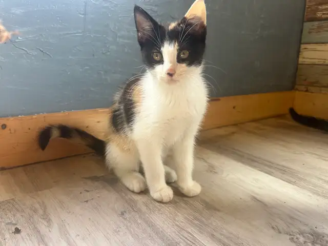 Kittens for sale