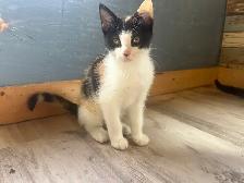 Kittens for sale