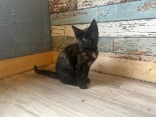 Kittens for sale - Photo 2