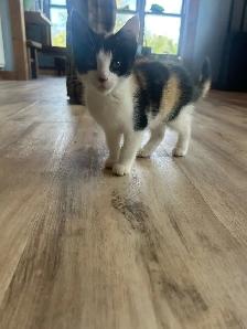 Kittens for sale - Photo 3